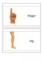 Vorschau - Poster - Body Parts – 16 illustrierte Wordcards - Seite 3