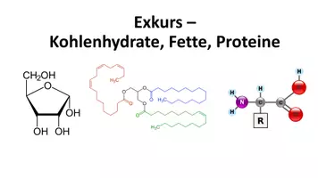 Vorschau - Stundenentwürfe - Exkurs - Kohlenhydrate, Lipide (Fette), Proteine - Seite 3