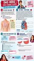 Vorschau - Stundenentwürfe - 🫀💓 Unterrichtsreihe Herz & Herz-Kreislauf-System | Biologie Klasse 7/8 🫁 Arbeitsblätter + Lösungen + Puls-Experiment + Einstieg & Ausstieg + 90-Min.-Unterrichtsplanung Biologie (Bio) - Seite 1