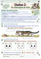 Vorschau - Arbeitsblätter - Katze: Stationenlernen (Jagdverhalten, Gebiss, Sinne, Test) - Seite 2