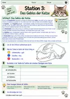 Vorschau - Arbeitsblätter - Katze: Stationenlernen (Jagdverhalten, Gebiss, Sinne, Test) - Seite 3