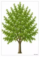 Vorschau - Fördermaterial/Inklusion - Klettaufgabe Äpfel an Apfelbaum - Seite 2