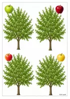 Vorschau - Fördermaterial/Inklusion - Klettmappe "Finde den richtigen Baum zum Apfel" - Seite 2