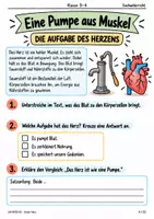 Vorschau - Stundenentwürfe - Herz, Blutkreislauf & Puls – Forscherheft für Klasse 3–4 mit Lösungen - Seite 3