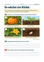 Vorschau - Arbeitsblätter - Materialpaket: Herbst im Sachunterricht | Mini-Bundle | 5 Arbeitshefte - Seite 3