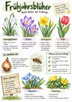 Vorschau - Arbeitsblätter - Lernplakat + Arbeitsblätter zum Thema "Frühjahrsblüher" + Lösung & MP3 + Infografik - Deckblatt