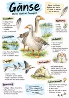 Vorschau - Arbeitsblätter - Lernplakat + Arbeitsblätter zum Thema "Gans" + Lösung & MP3 + Mindmap + Infografik - Deckblatt