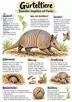Vorschau - Arbeitsblätter - Lernplakat + Arbeitsblätter zum Thema "Gürteltiere" + Lösung & MP3 + - Deckblatt