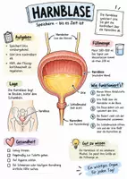 Vorschau - Arbeitsblätter - Lernplakat + Arbeitsblätter zum Thema "Harnblase" + Lösung & MP3 + Mindmap + Infografik - Deckblatt