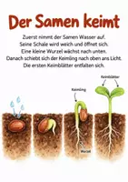 Vorschau - Spiele - Kürbisprojekt für Kinder - Vom Samen bis zur Ernte - Seite 2