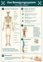 Vorschau - Mal- und Bastelvorlagen - Biologie - Skelett & Bewegungssystem - Lernposter - Seite 2