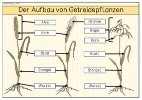 Vorschau - Stationenlernen - Getreide - Informationsblätter - Seite 1