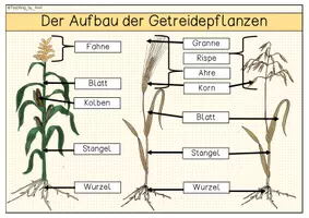 Vorschau - Stationenlernen - Getreide - Informationsblätter - Seite 2