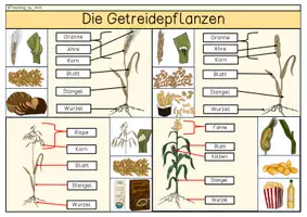 Vorschau - Stationenlernen - Getreide - Informationsblätter - Seite 3