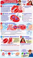 Vorschau - Unterrichtsreihen - 🩸 Biologie (Bio): Blut & Blutgruppen | Klasse 7/8 🔬 Unterrichtsreihe mit 5 Arbeitsblättern + Lösungen + Einstieg & Reflexion + Video + 180-Min.-Unterrichtsplanung - Seite 2