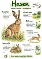 Vorschau - Arbeitsblätter - Lernplakat + Arbeitsblätter zum Thema "Hase" + Lösung & MP3 + Mindmap + Infografik - Deckblatt
