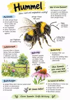 Vorschau - Arbeitsblätter - Lernplakat + Arbeitsblätter zum Thema "Hummel" + Lösung & MP3 + Mindmap + Infografik - Deckblatt