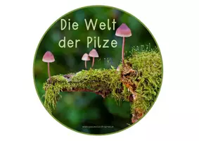 Vorschau - Anderer Materialtyp - Pilze Legekreis für die 3. und 4. Klasse - Seite 1