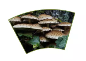 Vorschau - Anderer Materialtyp - Pilze Legekreis für die 3. und 4. Klasse - Seite 2
