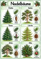 Vorschau - Poster - Wald - Laub-und Nadelbäume, Bild-& Wortkarten, Plakate - Seite 1