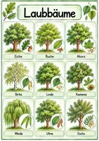 Vorschau - Poster - Wald - Laub-und Nadelbäume, Bild-& Wortkarten, Plakate - Seite 2