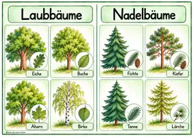 Vorschau - Poster - Wald - Laub-und Nadelbäume, Bild-& Wortkarten, Plakate - Seite 3