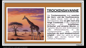 Vorschau - Merkblätter - Savanne - 21 Lernkarten zur Vegetationszone - Erdkunde Klasse 6/7 - Seite 2