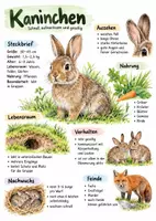 Vorschau - Arbeitsblätter - Lernplakat + Arbeitsblätter zum Thema "Kaninchen" + Lösung & MP3 + Mindmap + Infografik - Deckblatt