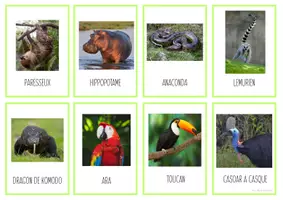 Aperçu - Cartes / Images - Cartes nomenclature animaux forêt tropicale - Page de couverture