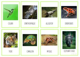 Aperçu - Cartes / Images - Cartes nomenclature animaux forêt tropicale - Page 2
