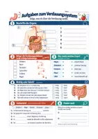 Vorschau - Arbeitsblätter - Vertretungsstunde Biologie Klasse 5–10 Menschlicher Körper, Organe und Nervensystem - Seite 2