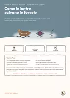 anteprima - Giochi - Mistero di biologia: Come le lontre salvano le foreste - Pagina 1