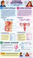 Vorschau - Unterrichtsreihen - 🧬 Pubertät & Geschlechtsorgane | Sexualkunde Klasse 7/8 | Arbeitsblätter + Lösungen + Reflexion + 90-Min.-Unterrichtsplanung Biologie (Bio)🧑🏫 - Seite 2