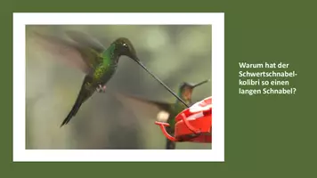 Vorschau - Stundenentwürfe - Koevolution beim Schwertschnabelkolibri - Seite 3