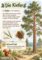 Vorschau - Arbeitsblätter - Warum sind Bäume so wichtig? 🌳 - Seite 2