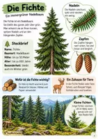 Vorschau - Arbeitsblätter - Warum sind Bäume so wichtig? 🌳 - Seite 3