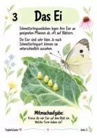 Vorschau - Mal- und Bastelvorlagen - Schmetterling – Lebenszyklus | Wissens- & Mitmachheft - Seite 3