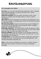 Vorschau - Mal- und Bastelvorlagen - Vom Ei zur Spinne: Lebenszyklus als Falt- und Bastelvorlage - Seite 1