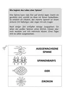 Vorschau - Mal- und Bastelvorlagen - Vom Ei zur Spinne: Lebenszyklus als Falt- und Bastelvorlage - Seite 2