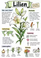 Vorschau - Arbeitsblätter - Lernplakat + Arbeitsblätter zum Thema "Lilien" + Lösung & MP3 + - Seite 3