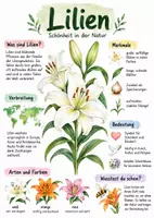 Vorschau - Arbeitsblätter - Lernplakat + Arbeitsblätter zum Thema "Lilien" + Lösung & MP3 + - Deckblatt