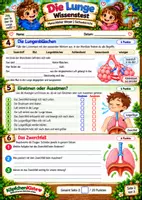 Vorschau - Test - Wissenstest: Die Lunge & die Atmung
– Menschlicher Körper | Sachunterricht - Seite 2