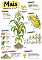 Vorschau - Arbeitsblätter - Lernplakat + Arbeitsblätter zum Thema "Mais" + Lösung & MP3 + Infografik - Deckblatt