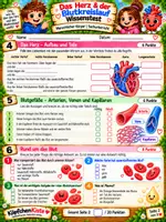 Vorschau - Test - Wissenstest: Das Herz und der Blutkreislauf
– Menschlicher Körper Sachunterricht - Seite 2