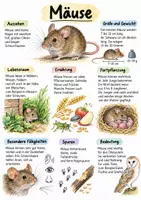 Vorschau - Arbeitsblätter - Lernplakat + Arbeitsblätter zum Thema "Maus (Tier)" + Lösung & MP3 + - Deckblatt