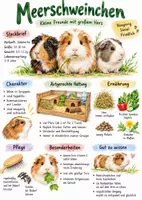 Vorschau - Arbeitsblätter - Lernplakat + Arbeitsblätter zum Thema "Meerschweinchen" + Lösung & MP3 + Infografik - Deckblatt