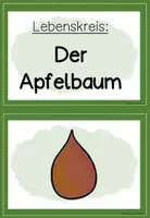 Vorschau - Arbeitsblätter - Der Apfel: Lebenskreis des Apfels (Sachunterricht Herbst Grundschule Klasse 1-2) - Seite 3