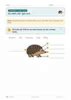 Vorschau - Unterrichtsreihen - Der Igel · Klasse 2 · Übungspack · luftige Fassung (mehr Platz zum Schreiben) - Seite 1