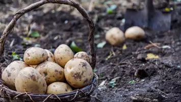 Vorschau - Stundenentwürfe - Osmose an Biomembranen - ganze Unterrichtsstunde! - Seite 3