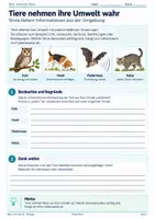 Vorschau - Unterrichtsreihen - Sinne bei Tieren – Reiz-Reaktion, Echoortung, Geruchssinn & Anpassungen | Biologie 5/6 - Deckblatt